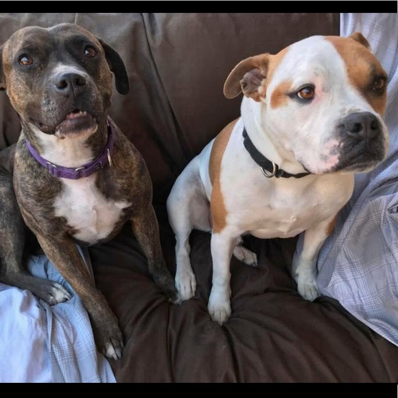 Meet your Posher, Ruby - Picture 7 of 8